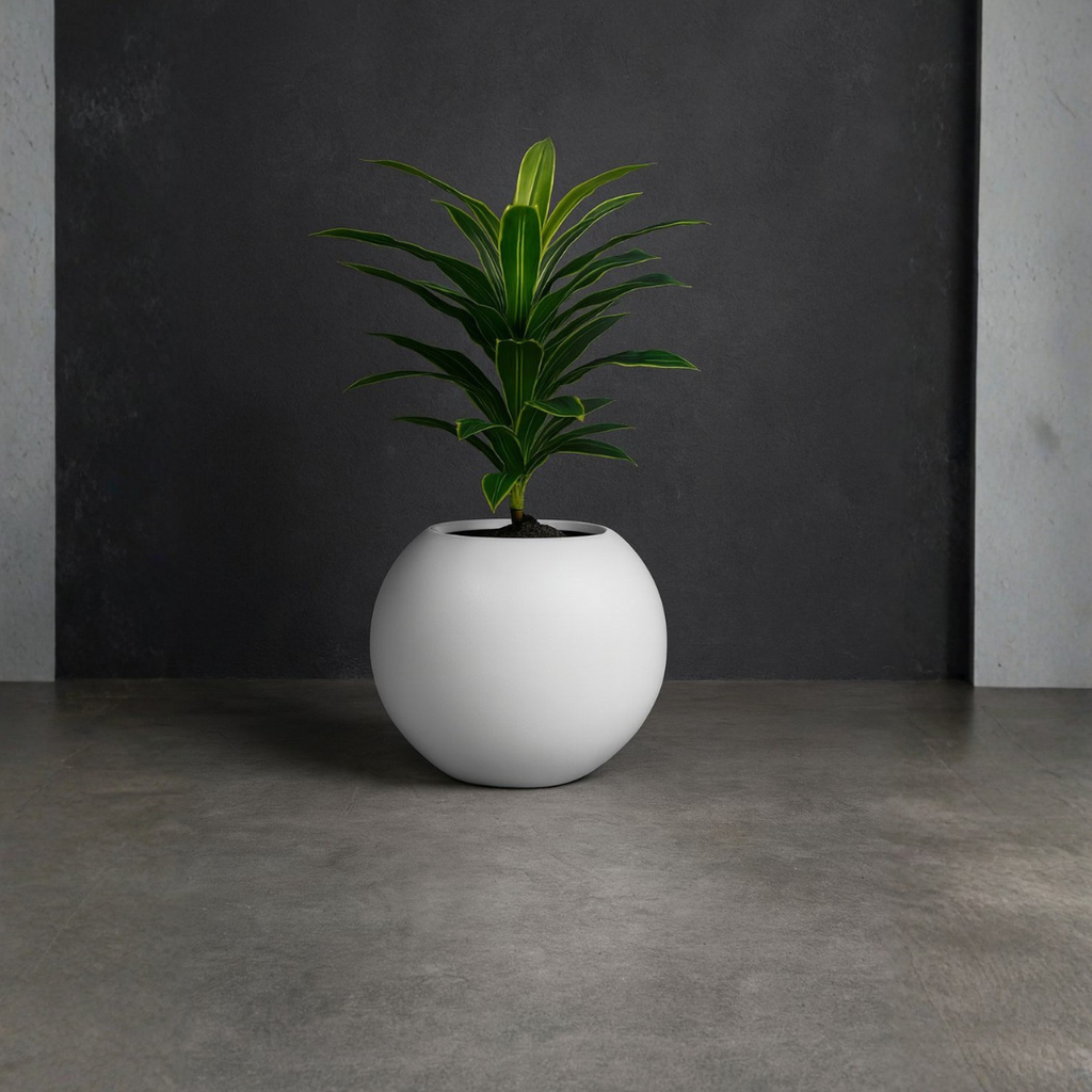 Lemon Lime Dracaena.