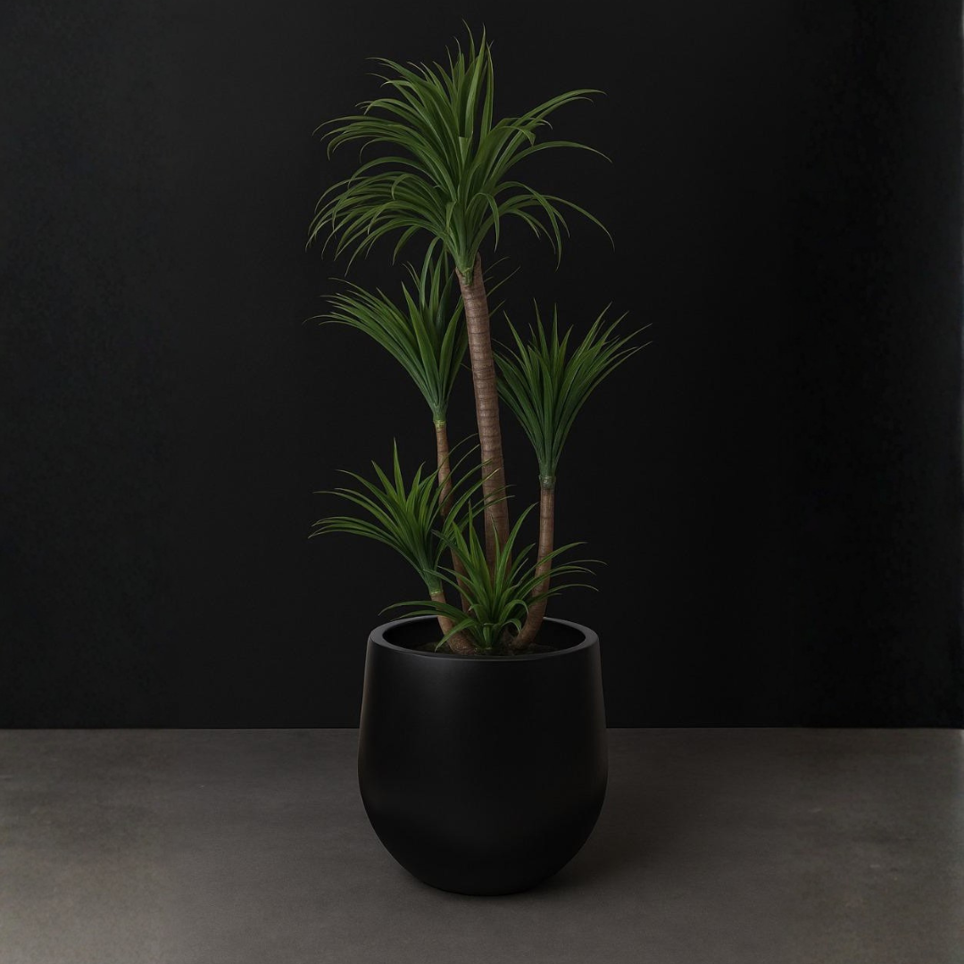 Dracaena Marginata(Dragon Tree)