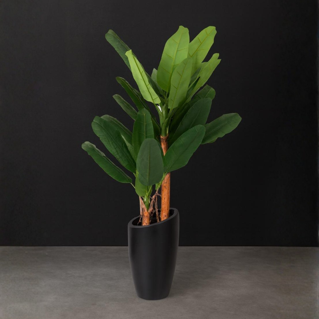 Bird of Paradise (Strelitzia Plant)