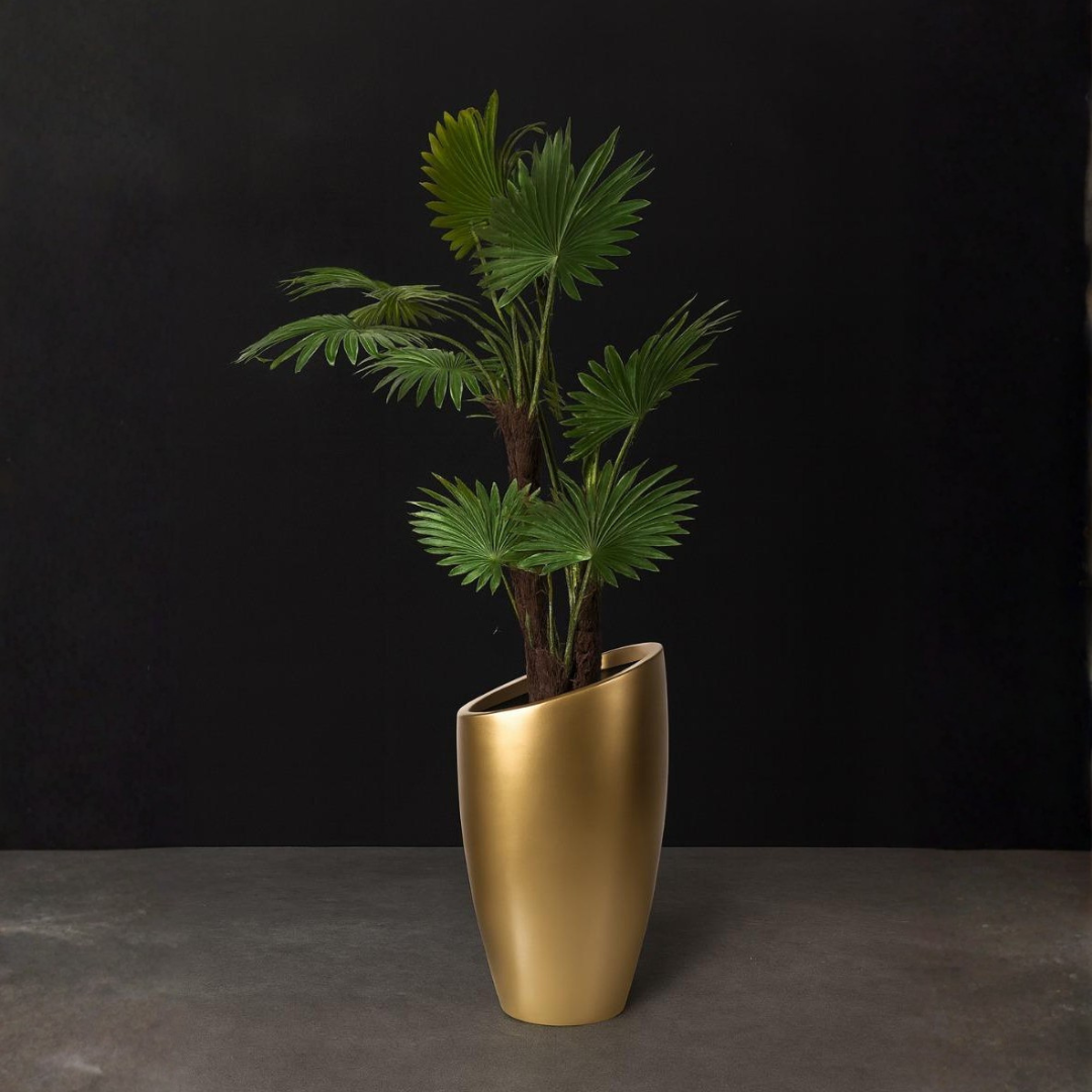 Fan Palm (Livistona Palm)