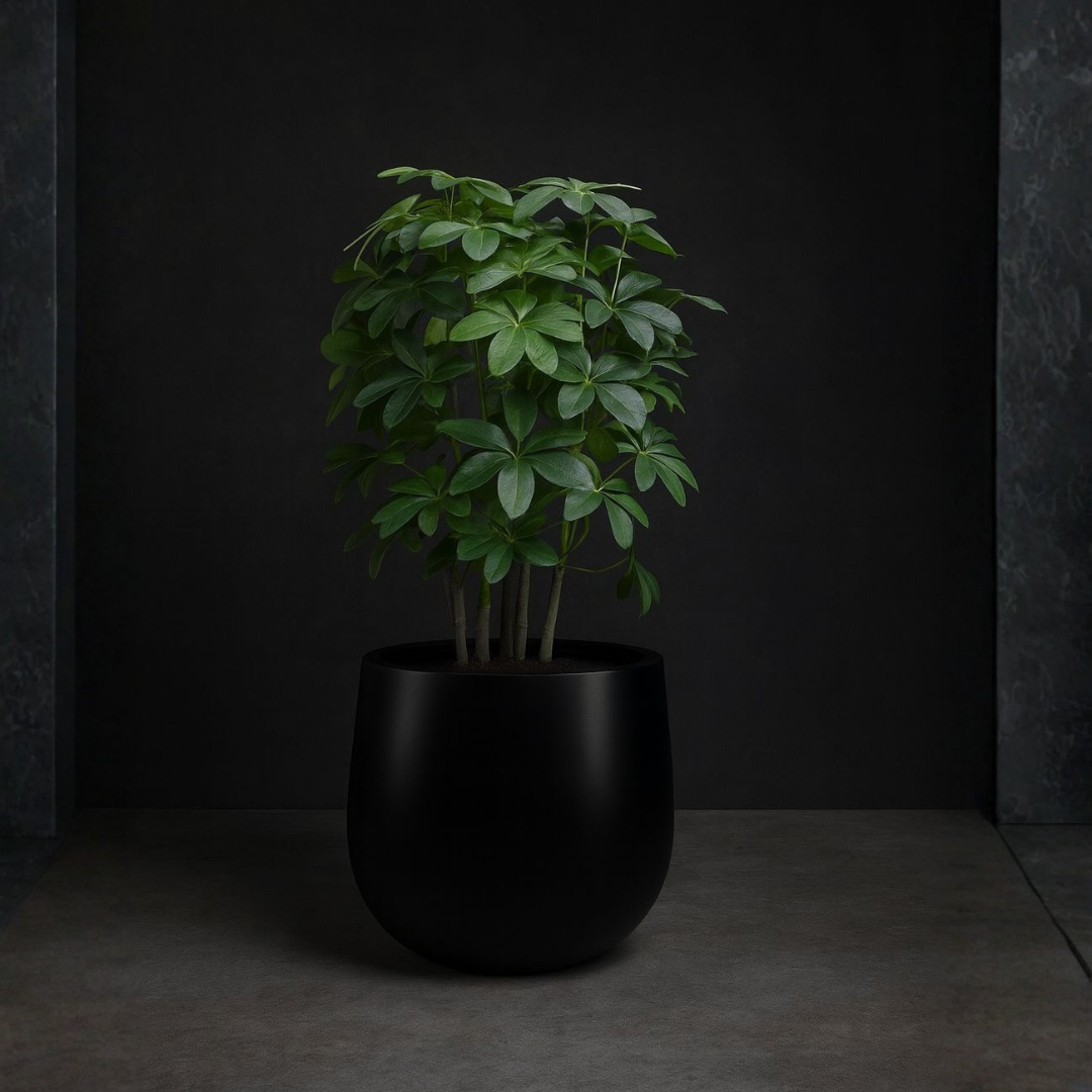 Umbrella Plant or Dwarf Umbrella Tree