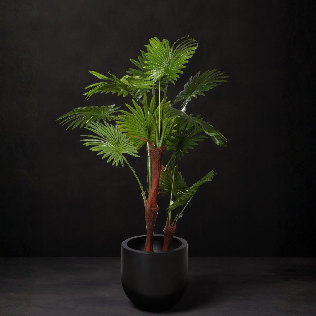 Fan Palm (Livistona Palm)