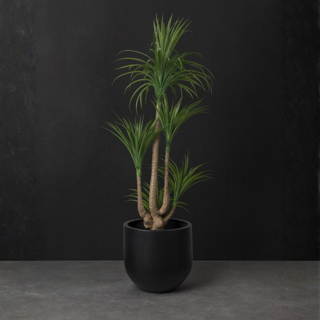 Dracaena Marginata(Dragon Tree)