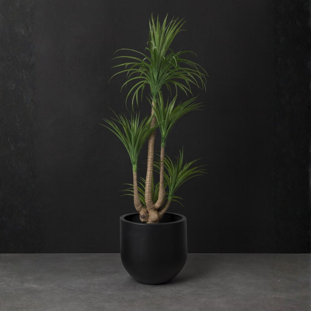 Dracaena Marginata(Dragon Tree)