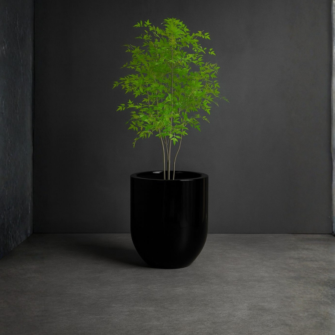 Ming Aralia