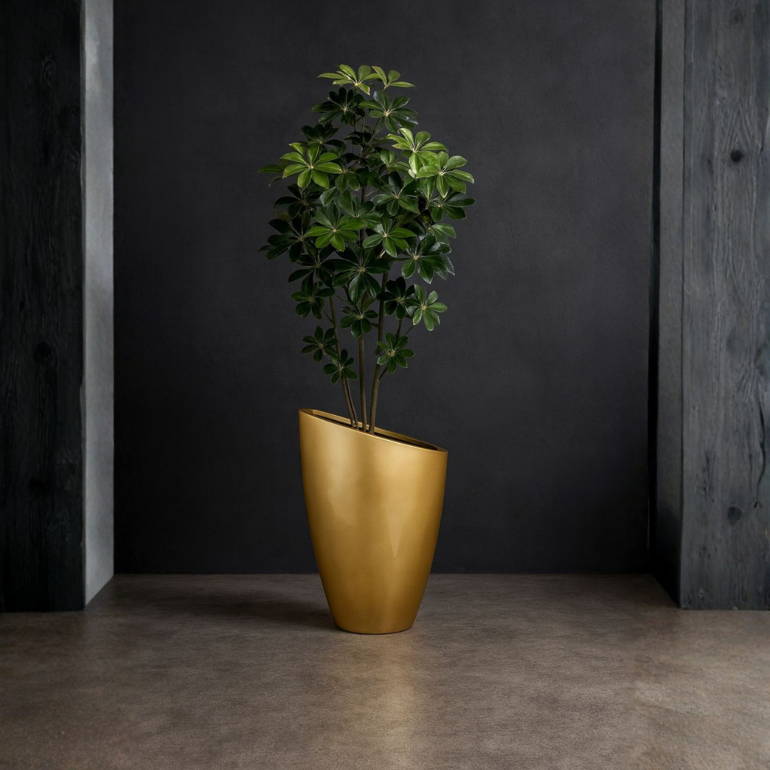 Schefflera Arboricola - Dwarf Umbrella Tree