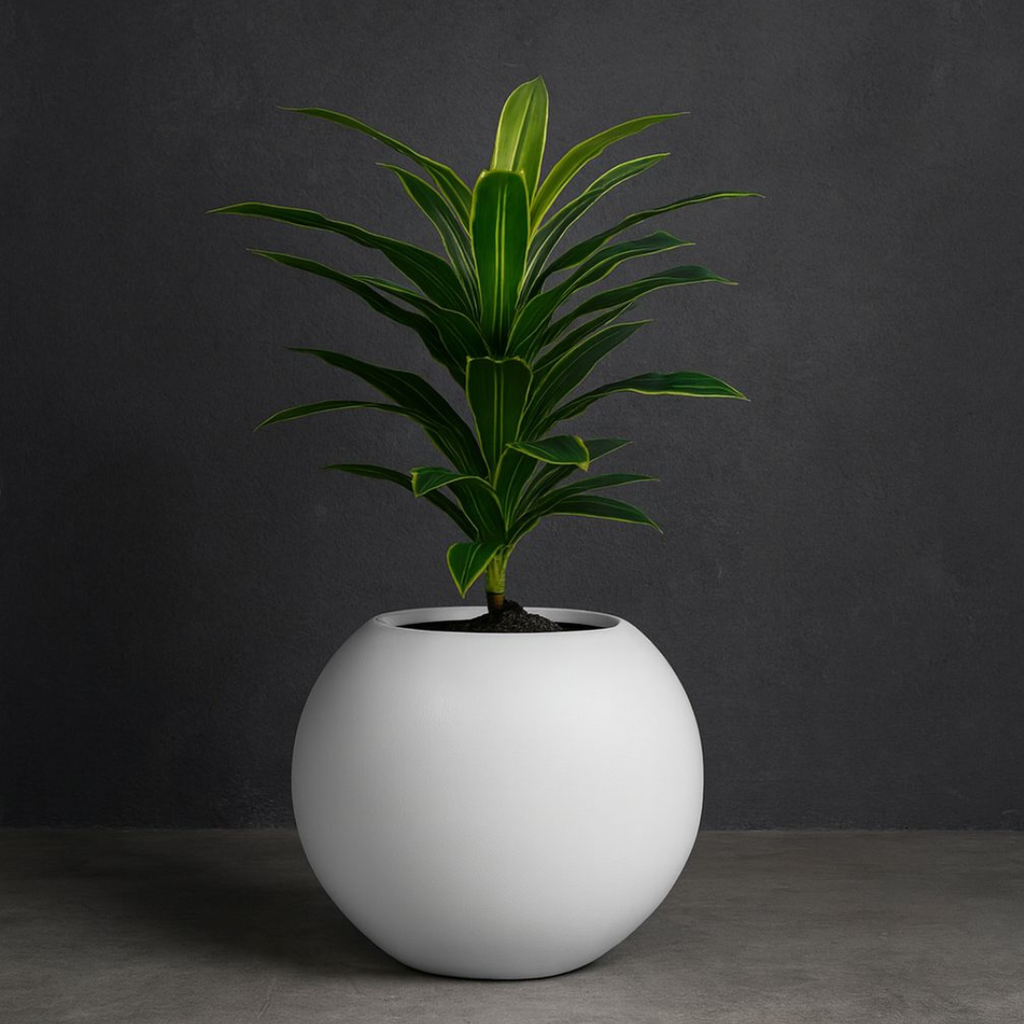 Lemon Lime Dracaena.