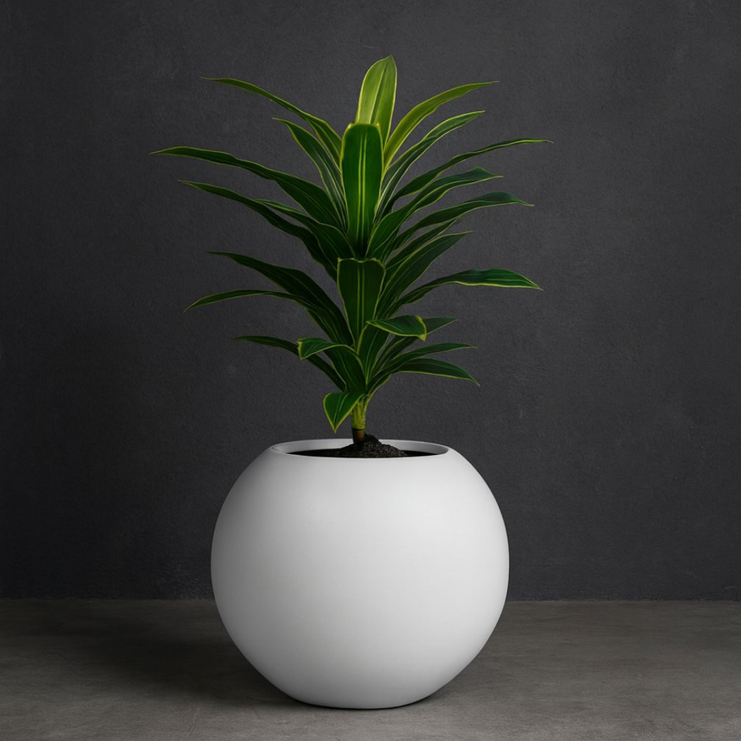 Lemon Lime Dracaena.