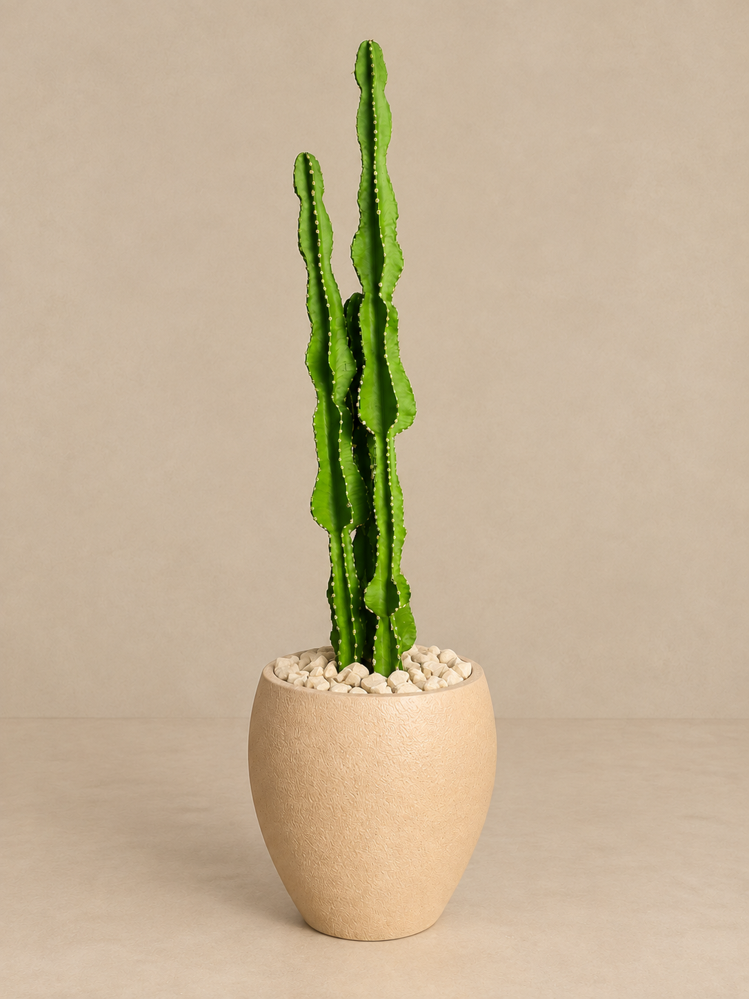 African Milk Tree Cactus