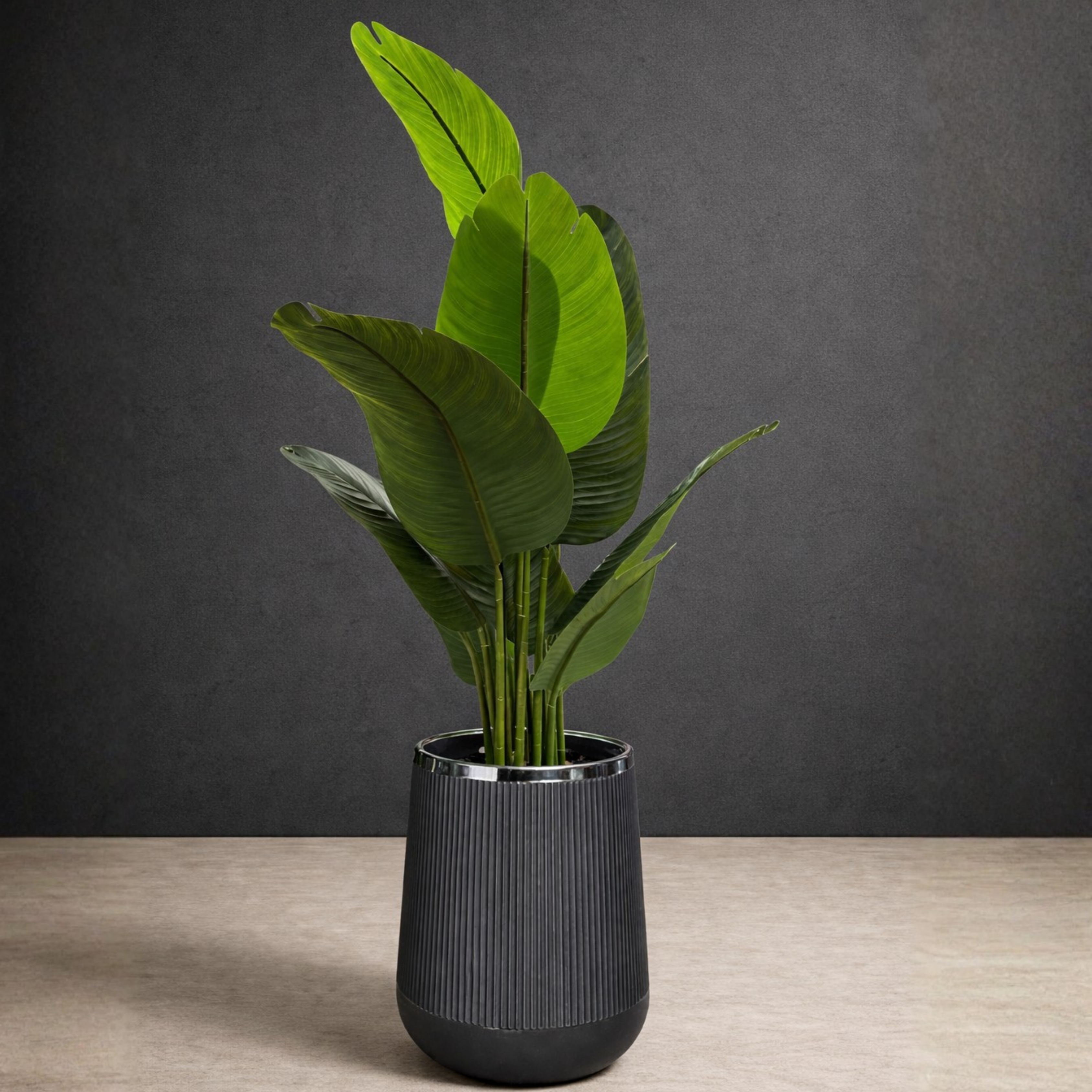 Banana Plant