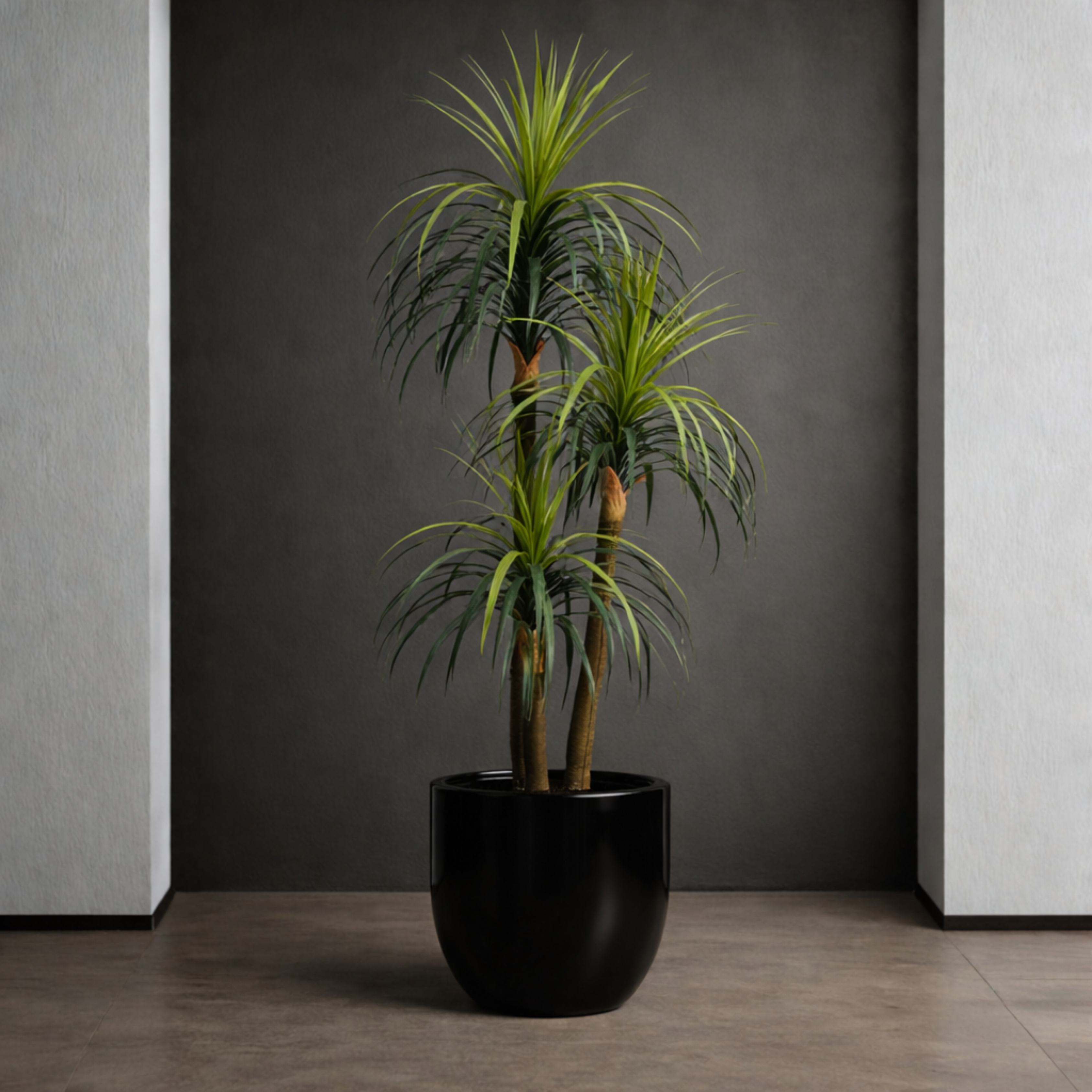 Dracaena Marginata