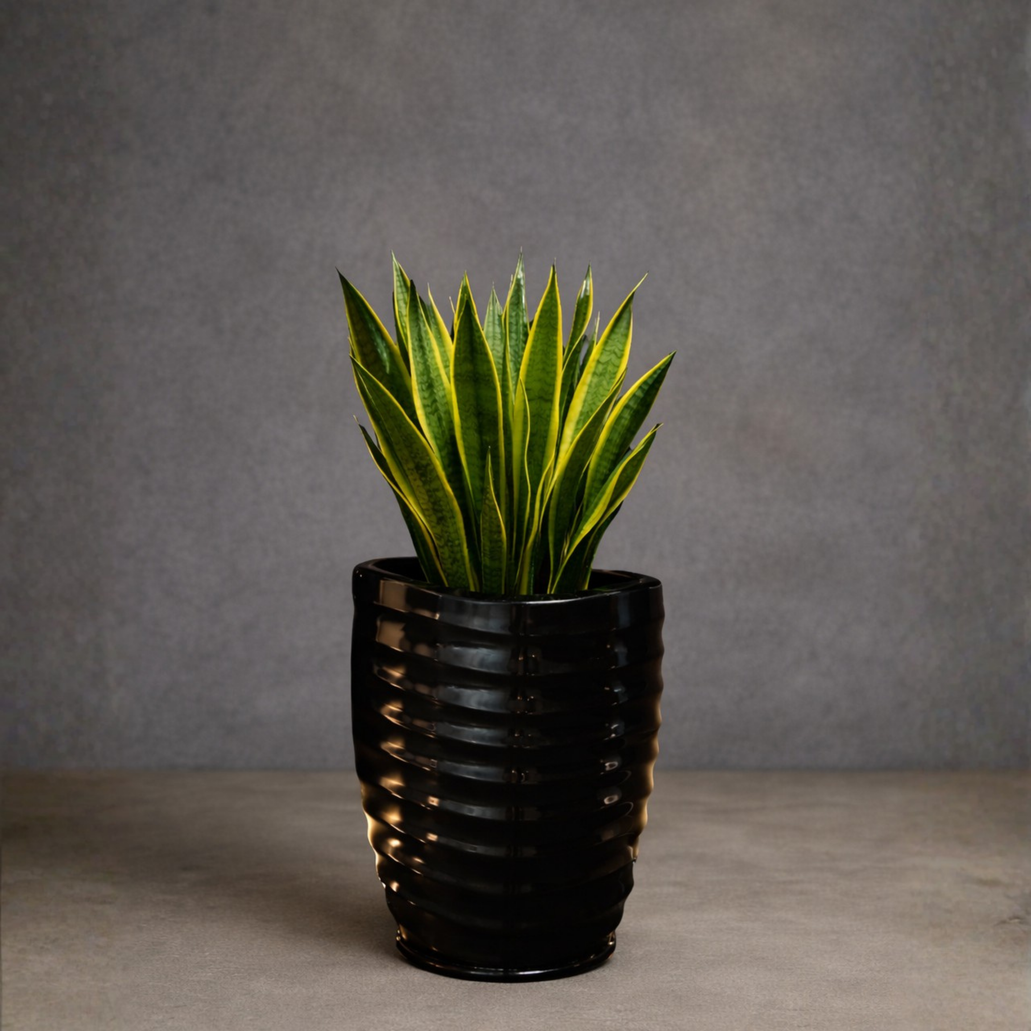 Snake Plant - Artifical