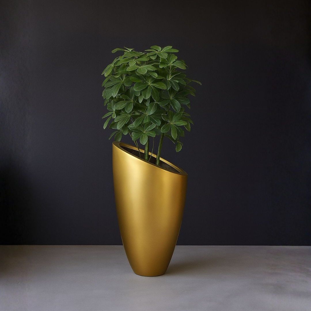 Schefflera Arboricola