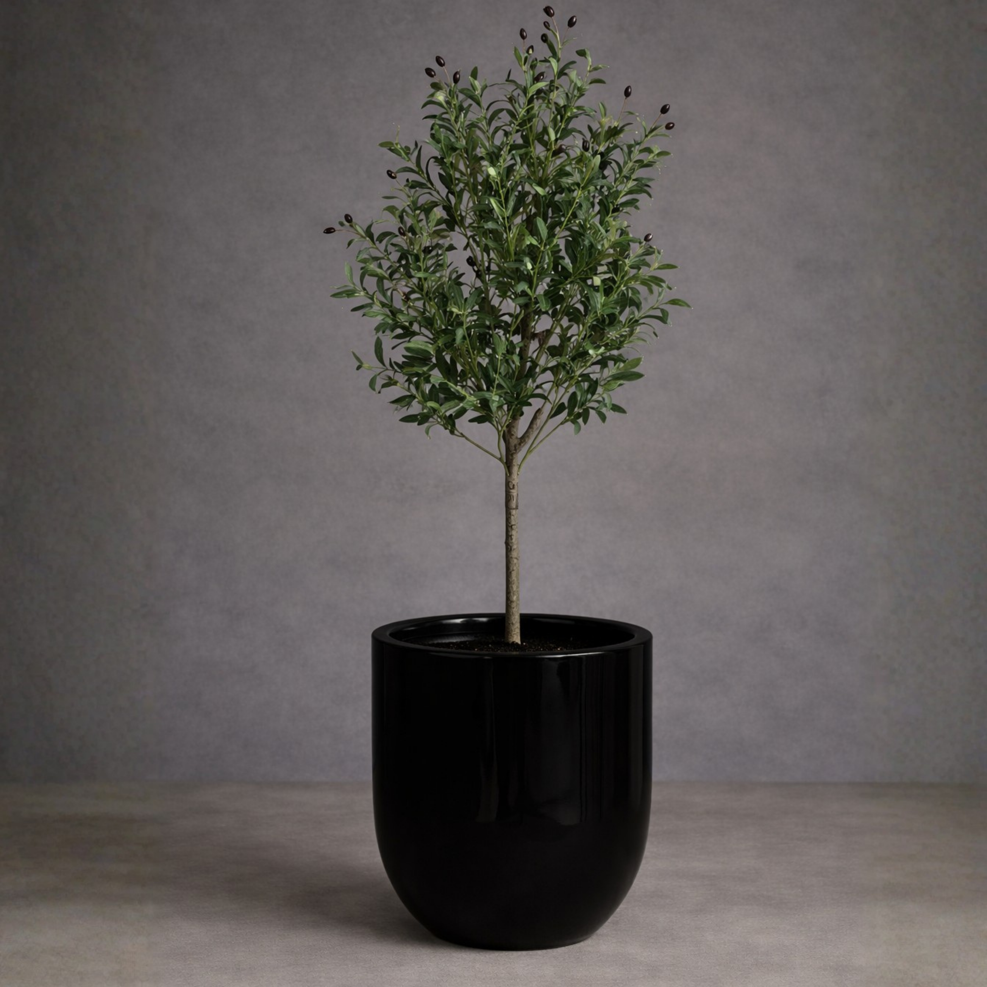 Olive Grove Tree