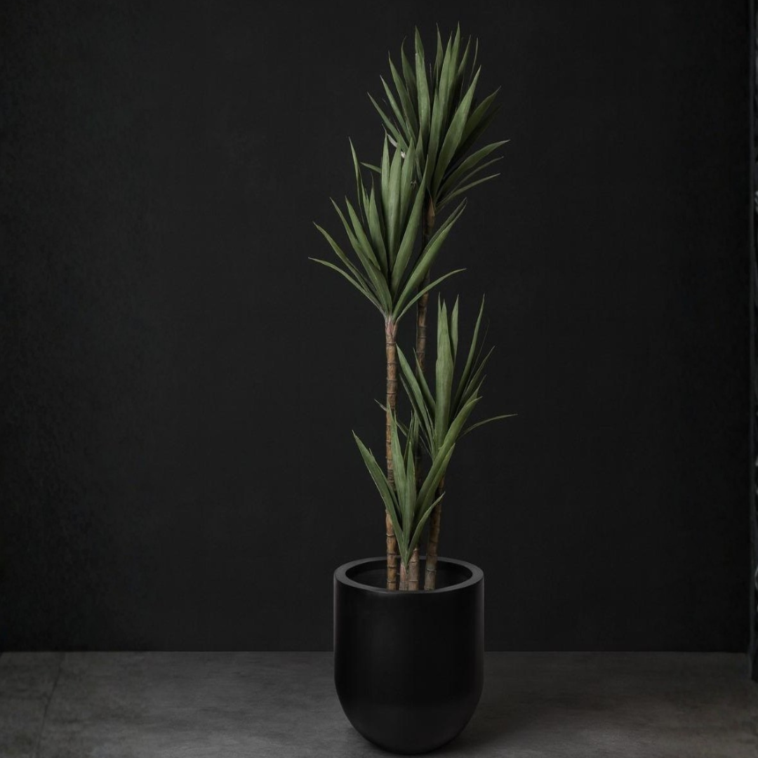 Yucca Cane Plant (Yucca elephantipes)