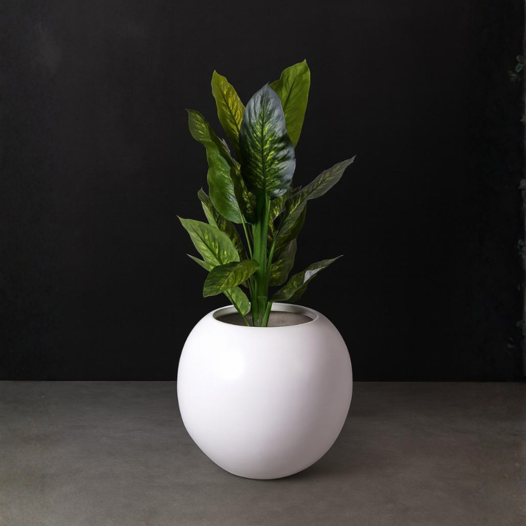 Dieffenbachia (Dumb Cane Plant)